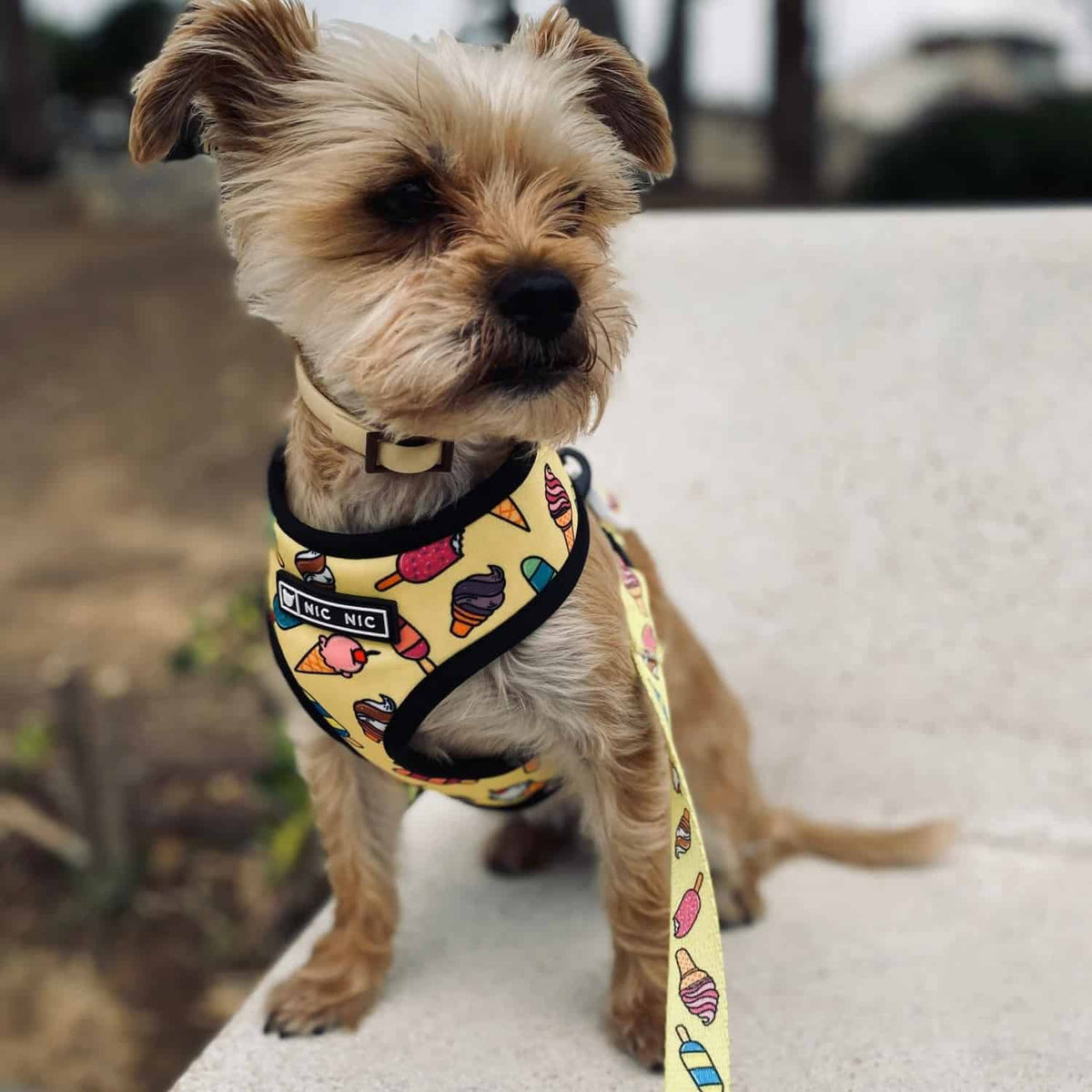 yorkie-harness