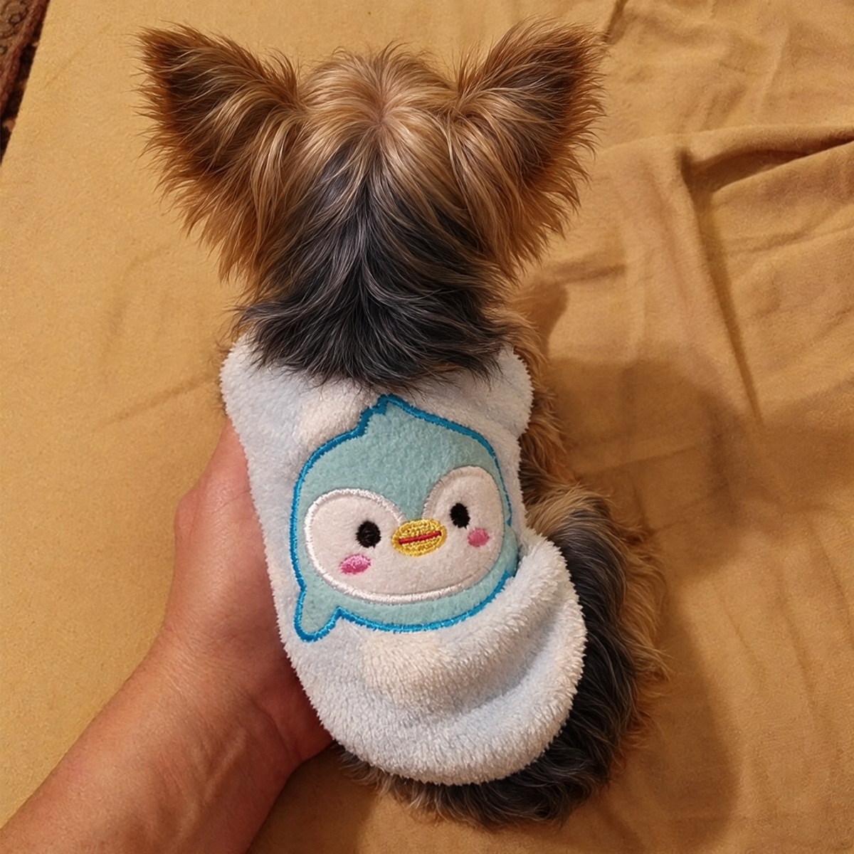 Teacup Yorkie Sweater - Light Blue
