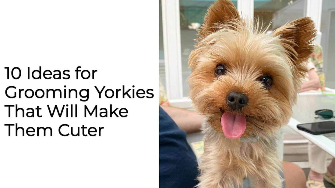10 Ideas for Grooming Yorkies That Will Make Them Cuter