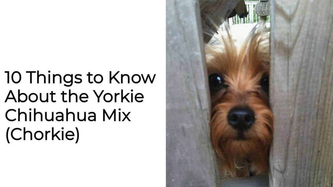 10 Things to Know About the Yorkie Chihuahua Mix (Chorkie)