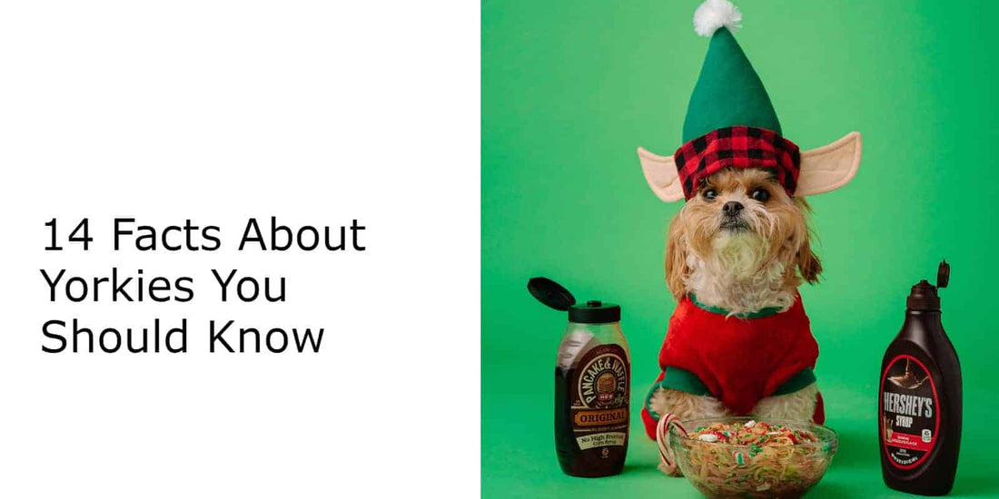 14 Facts About Yorkies You Should Know