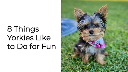 8 Things Yorkies Like to Do for Fun