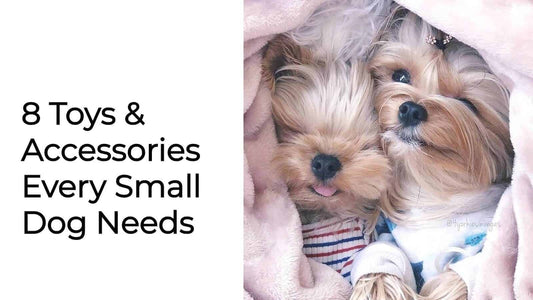 8 Toys & Accessories Every Small Dog Needs