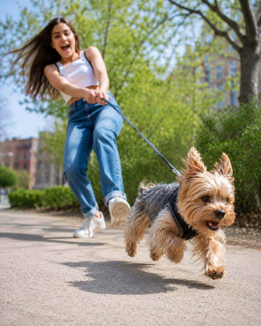 Best Harness for a Yorkie That Pulls