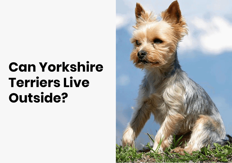 Can Yorkshire Terriers Live Outside? Things You Need To Know