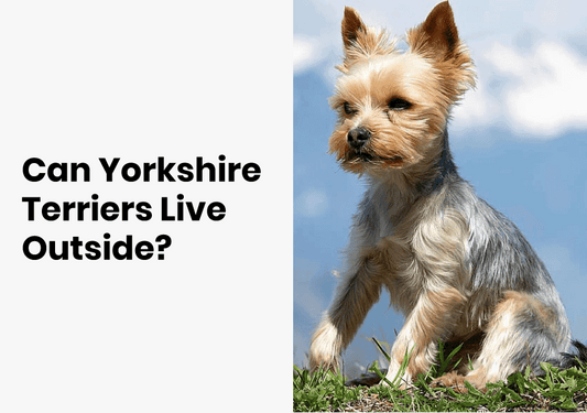 Can Yorkshire Terriers Live Outside? Things You Need To Know