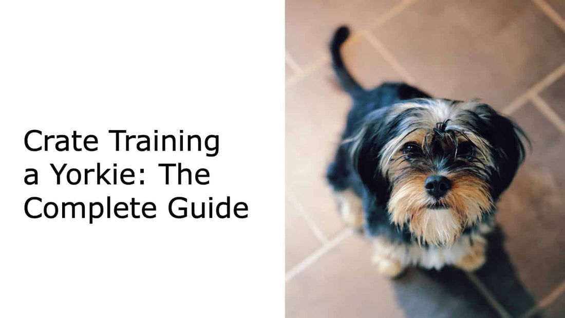 Crate Training a Yorkie: The Complete Guide