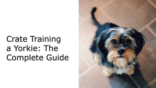 Crate Training a Yorkie: The Complete Guide