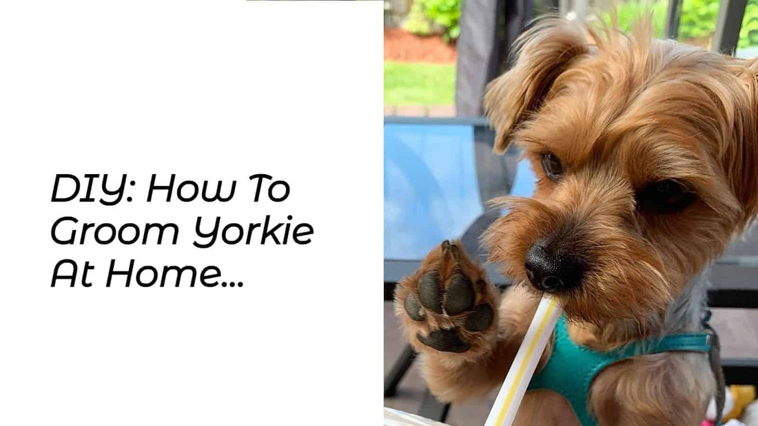DIY: How To Groom Yorkie At Home