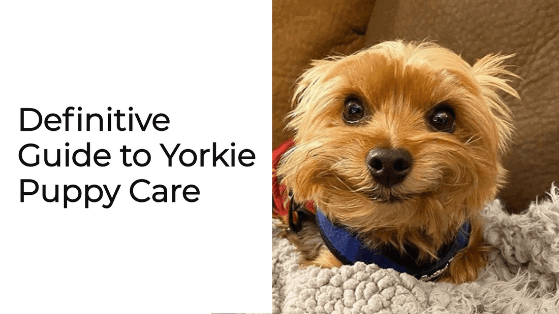 Definitive Guide to Yorkie Puppy Care