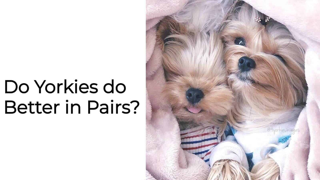 Do Yorkies do Better in Pairs?