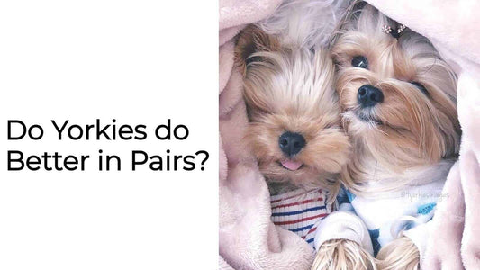 Do Yorkies do Better in Pairs?