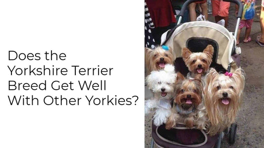 Do Yorkies Get Along With Other Yorkies? What to Know Before Getting a Second Yorkie