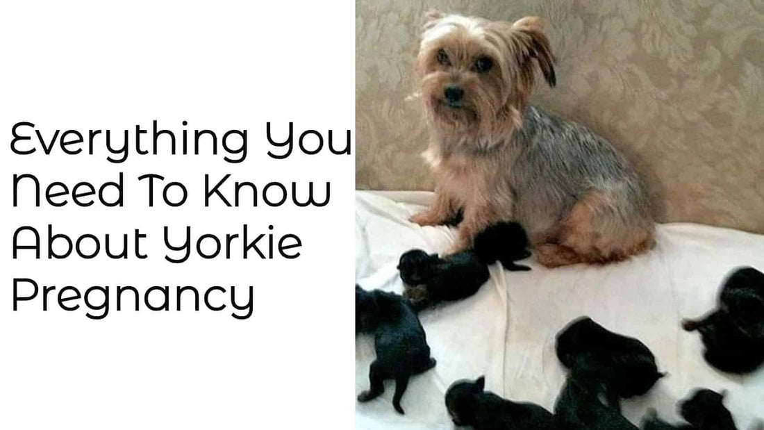 Everything You Need To Know About Yorkie Pregnancy