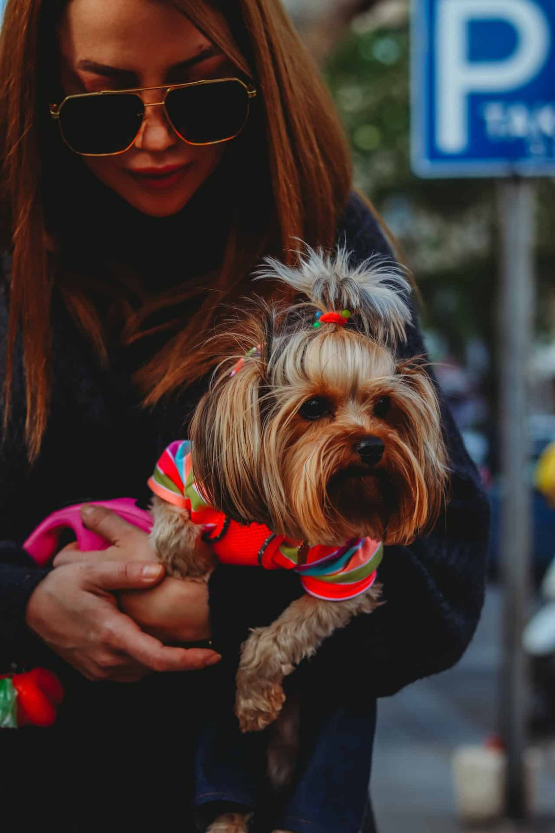 Collar or Harness for Yorkshire Terrier