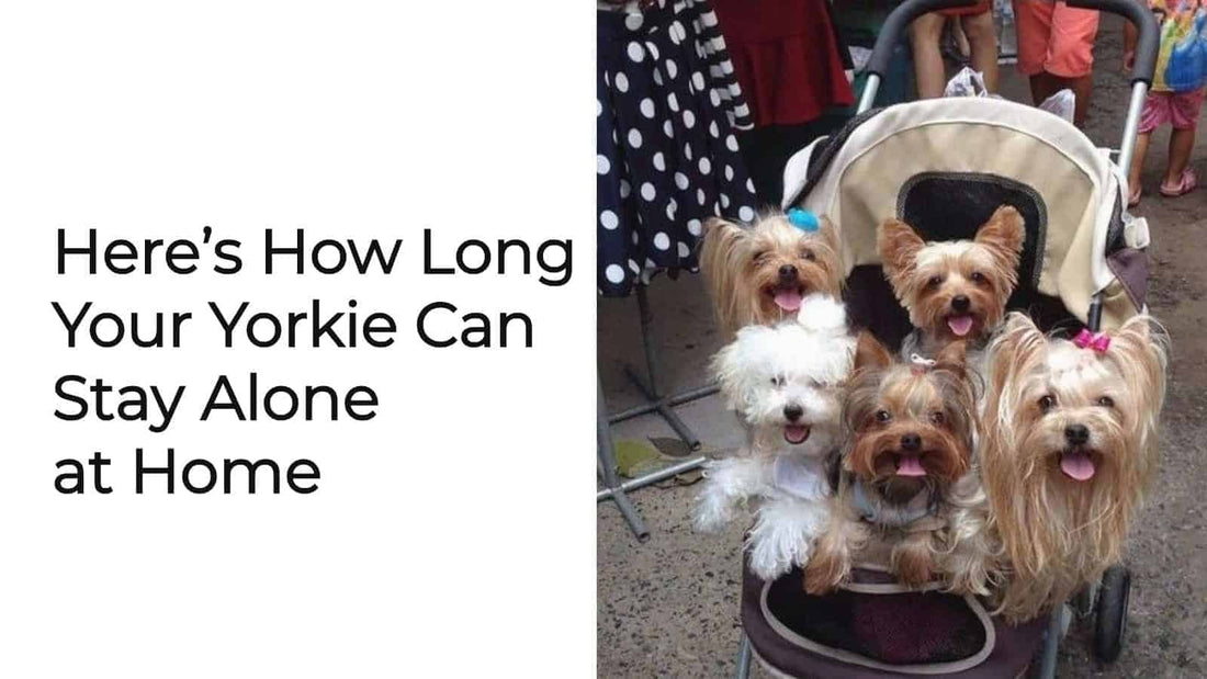 Here’s How Long Your Yorkie Can Stay Alone at Home