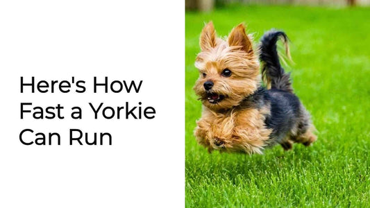 How Fast a Yorkie Can Run? 5 Facts Every Owner Needs To Know