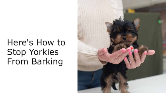 Here’s How to Stop Yorkies From Barking