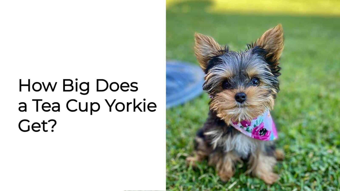 How Big Does a Tea Cup Yorkie Get?