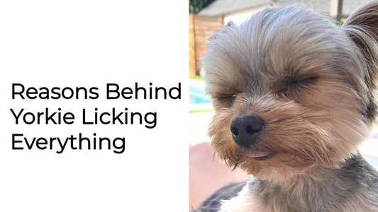 Why Do Yorkies Lick So Much? 5 Reasons To Keep in Mind