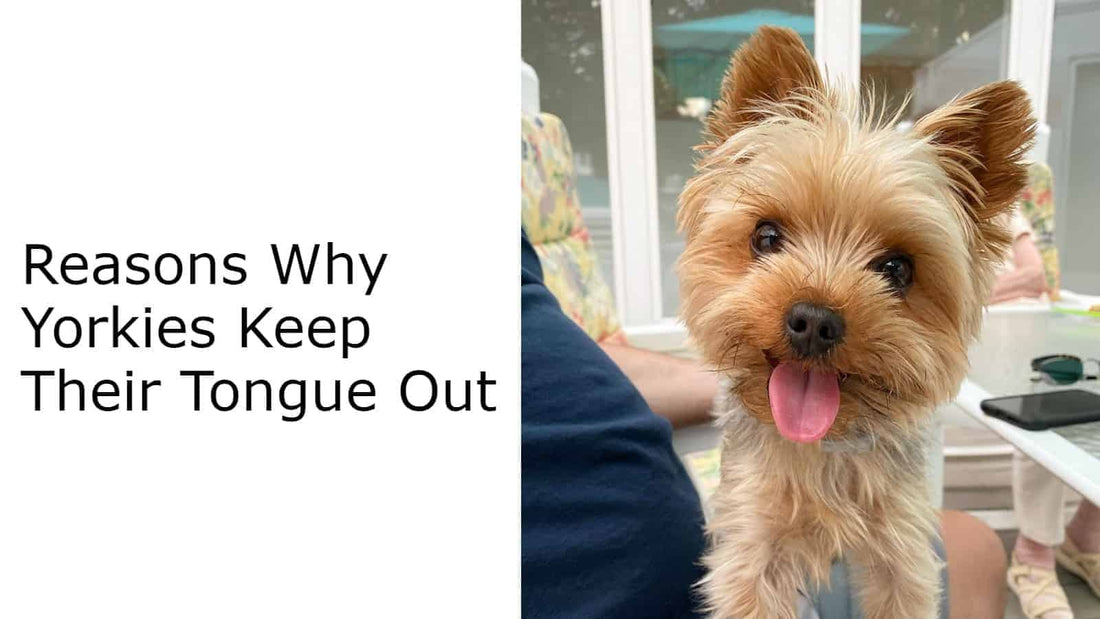Reasons Why Yorkies Keep Their Tongue Out