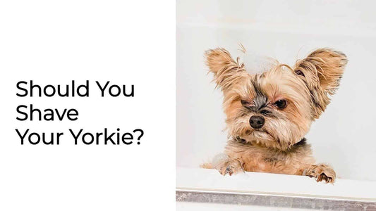 Should You Shave Your Yorkie? Reasons When & Why To Do It?