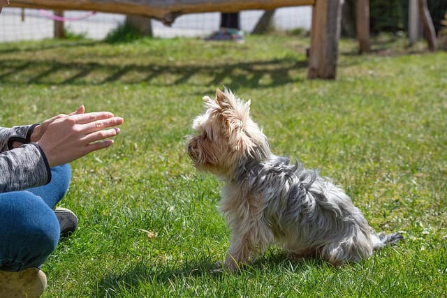 Small Dog Breeds That Don’t Bark (12 Pups for Peaceful Homes)