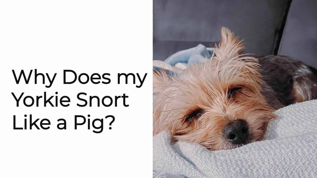 Why Does My Yorkie Snort Like a Pig? Common Reasons To Know