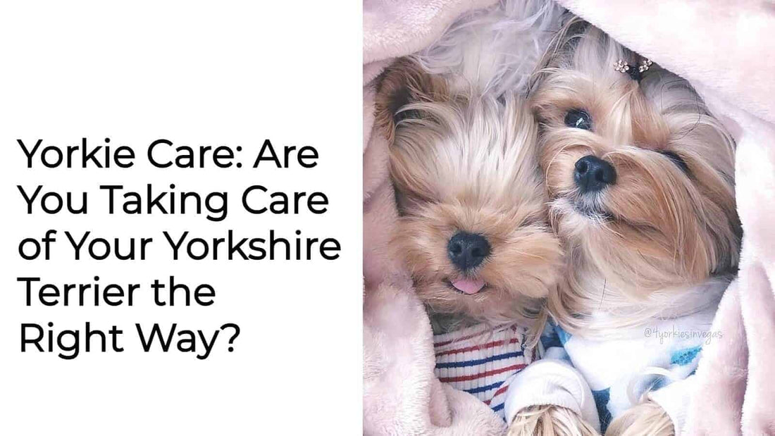 Yorkie Care: Are You Taking Care of Your Yorkshire Terrier the Right Way?