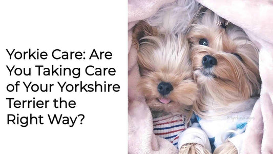 Yorkie Care: Are You Taking Care of Your Yorkshire Terrier the Right Way?