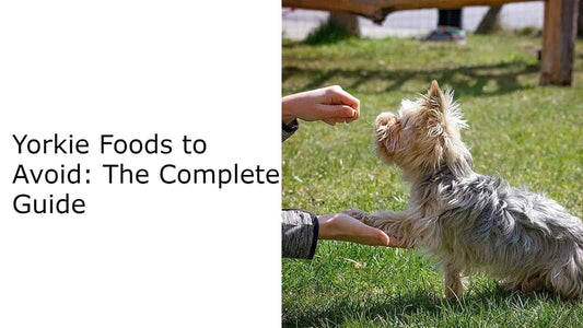 10 Important Yorkie Foods to Avoid: The Complete Guide