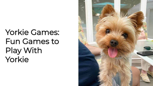 Yorkie Games: Fun Games to Play With Yorkie