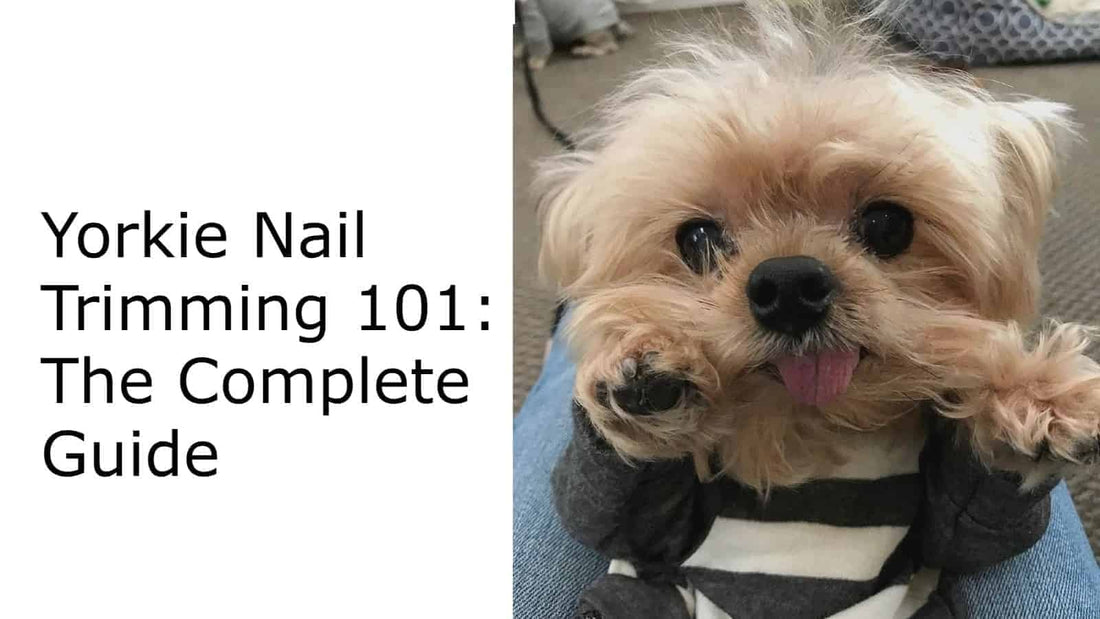 Yorkie Nail Trimming 101: The Complete Guide