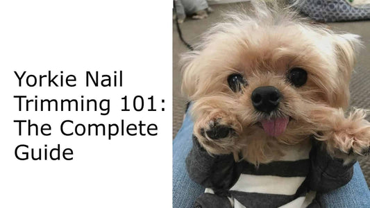 Yorkie Nail Trimming 101: The Complete Guide