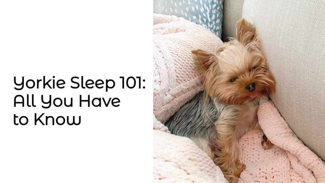 Yorkie Sleeping Habits Through Their Life Stages