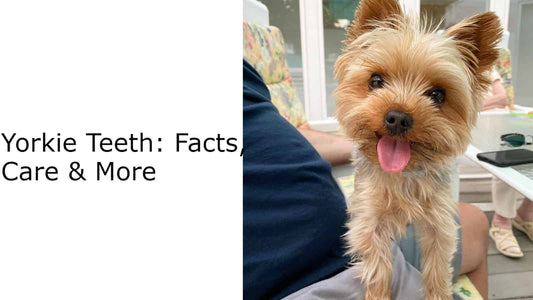 Yorkie Teeth: Facts, Care & More