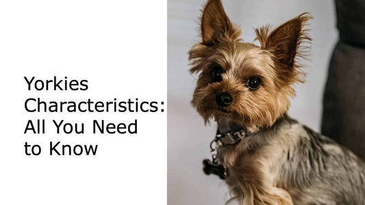 Yorkies Characteristics: All You Need to Know