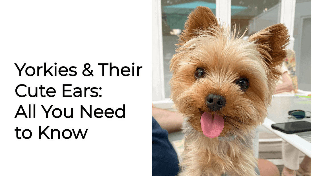 Yorkies & Their Cute Ears: All You Need to Know