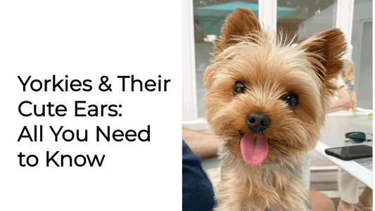 Yorkies & Their Cute Ears: All You Need to Know