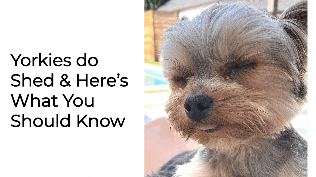 Do Yorkies shed? The honest answer (and what to do about it)