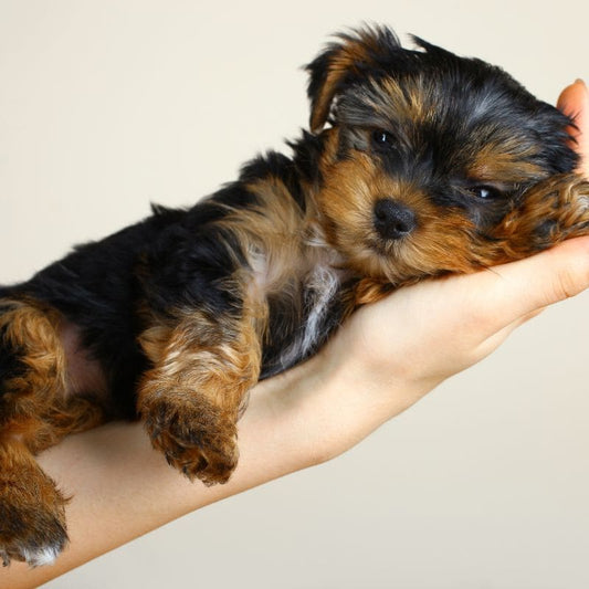 Yorkshire Terrier Lifespan Male & Female Lifespan of a Yorkie