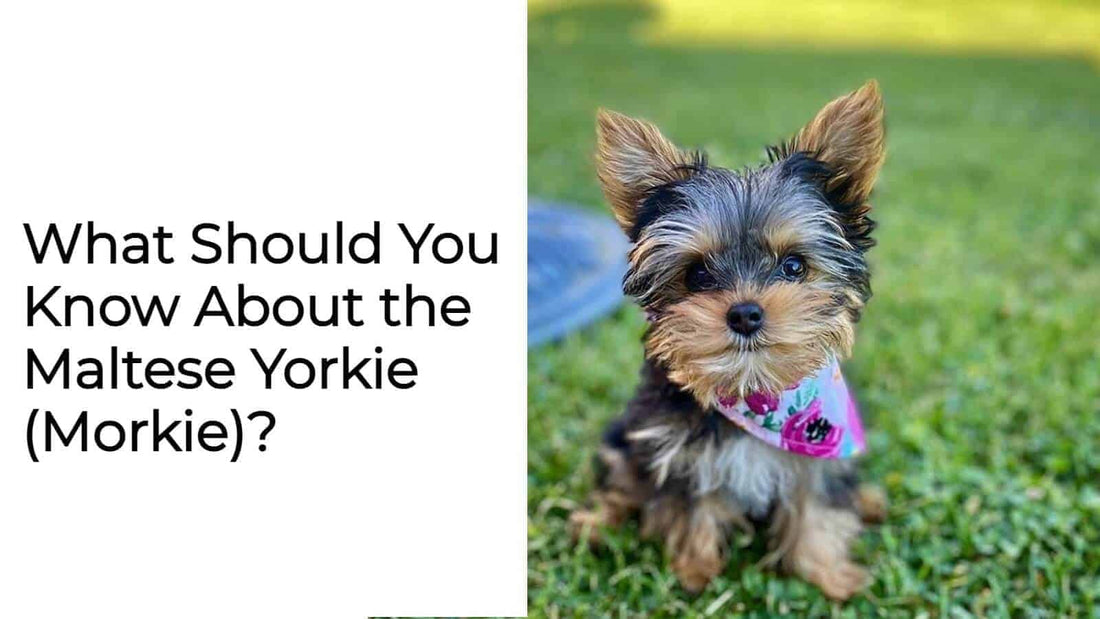 11 Facts You Should Know About the Maltese Yorkie (Morkie)