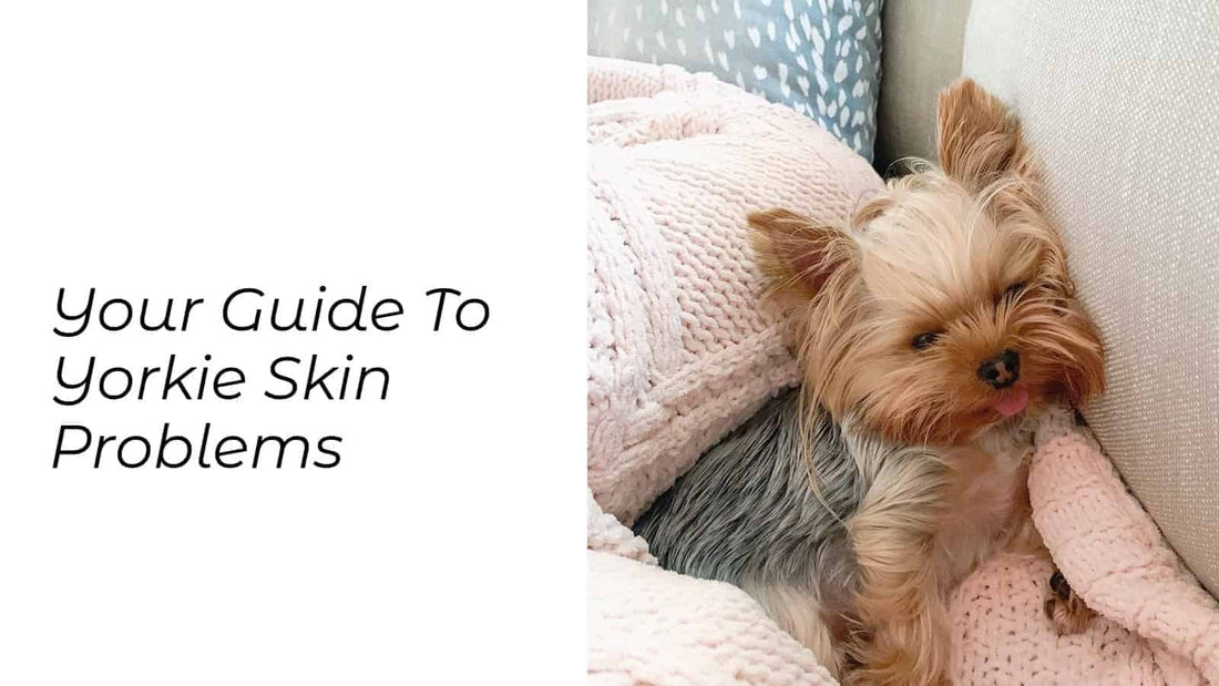 Your Guide To Yorkie Skin Problems