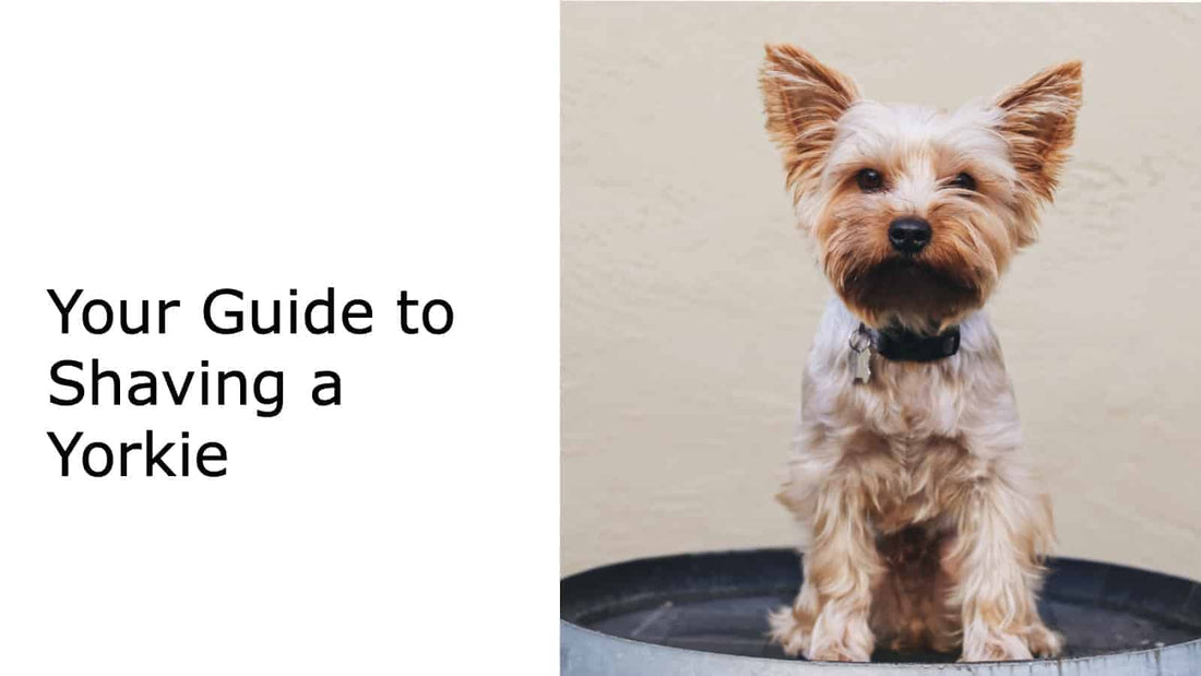 How To Shave a Yorkie? Your Ultimate Guide to Shaving a Yorkie