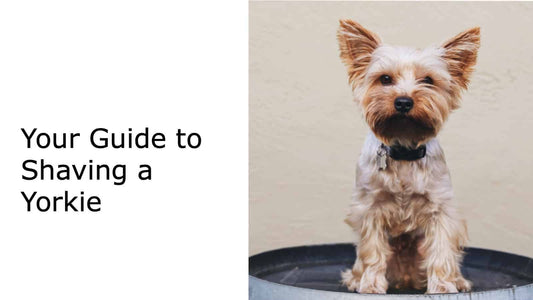 How To Shave a Yorkie? Your Ultimate Guide to Shaving a Yorkie