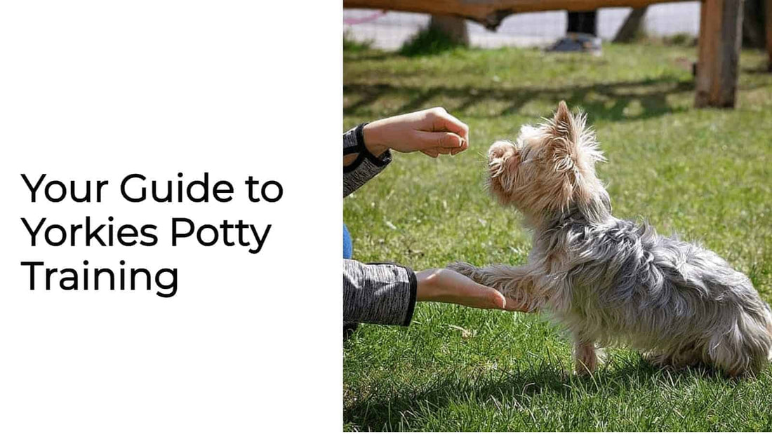 Your Guide to Yorkies Potty Training
