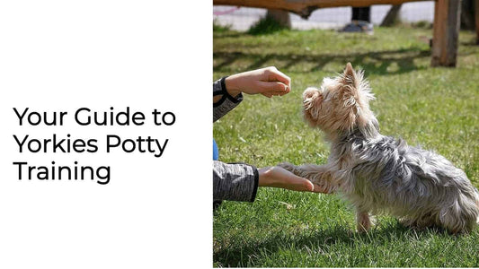Your Guide to Yorkies Potty Training