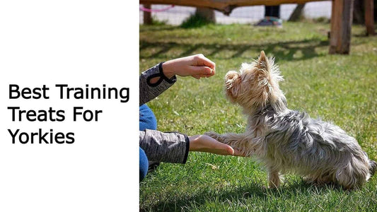 Best Training Treats For Yorkies