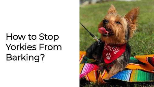 Do Yorkies Bark a Lot? Tips For Stop Them Barking