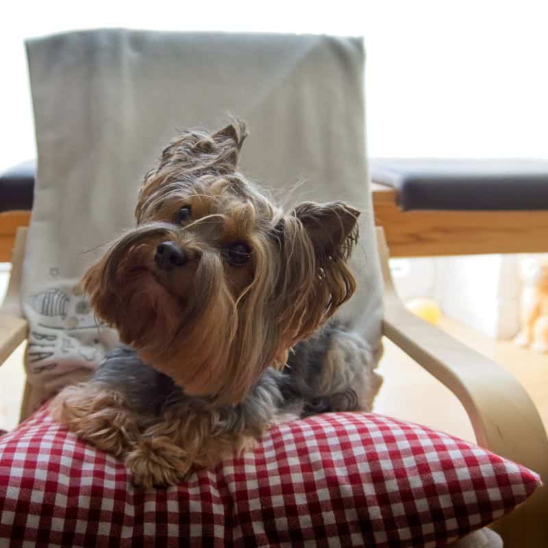 yorkie behavior problems